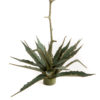 A0255-4-Agave-planta-desértica