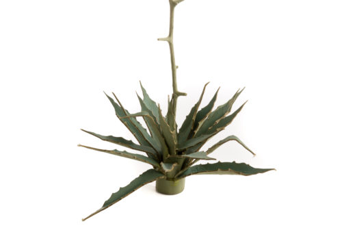 A0255-4-Agave-planta-desértica