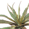 A0255-4-agave