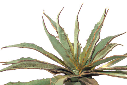 A0255-4-agave