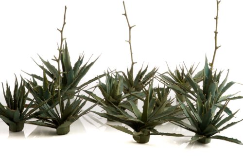A0255-5-Agave-planta-desértica